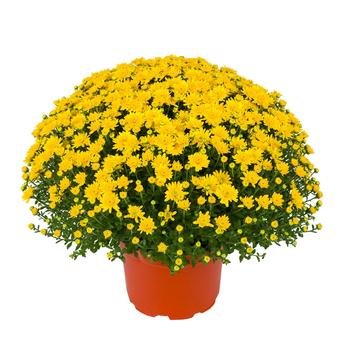 Chrysanthemum x morifolium - Beverly™ Gold Garden Mum