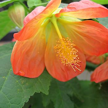 Abutilon (Flowering Maple) - Lucky Lantern™ Tangerine