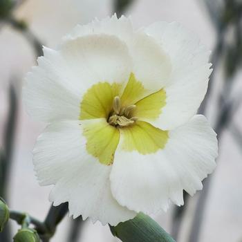 Dianthus x American Pie™ 'Key Lime Pie' - Border Carnation