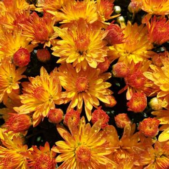 Chrysanthemum morifolium - Cracklin Golden Yellow