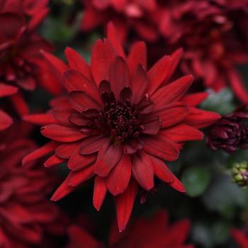 Chrysanthemum morifolium - Mumma Mia Red