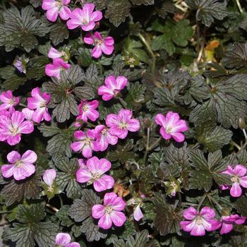 Geranium x antipodeum 'Orkney Cherry' - Cranesbill