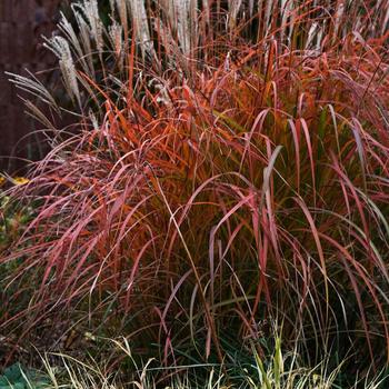 Miscanthus sinensis 'Fire Dragon' - Maiden Grass