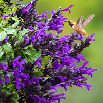 Salvia x guaranitica 'Hummingbird Falls' - Salvia