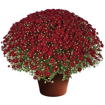 Chrysanthemum x morifolium - Aideen Red Fire