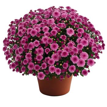 Chrysanthemum x morifolium - Cheryl™ Pink Improved