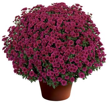 Chrysanthemum x morifolium - Cheryl™ Regal Purple