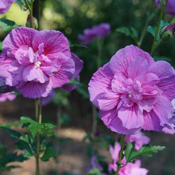 Hibiscus syriacus (Rose of Sharon) - Chiffon® 'Dark Lavender'