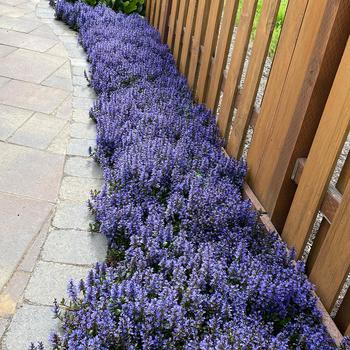 Ajuga reptans 'Blueberry Muffin' - Bugleweed
