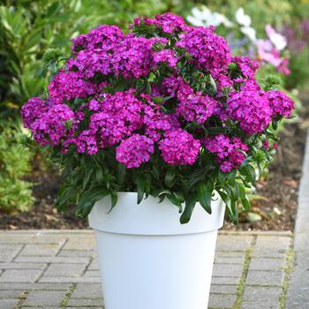 Dianthus - Jolt&trade; Purple