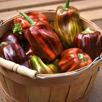 Capsicum annuum 'Candy Cane Chocolate Cherry' - Pepper, Sweet Bell