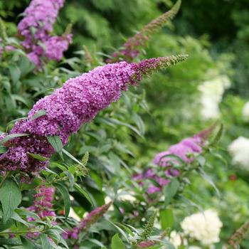 Buddleia - 'Pugster Pinker®' Butterfly Bush