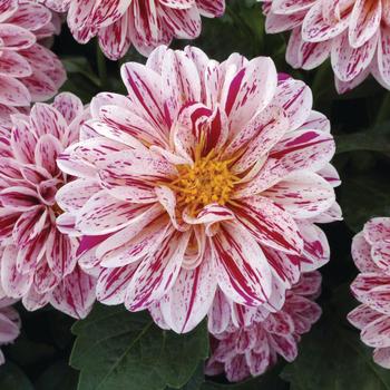 Dahlia - Dahlietta&reg; Paula