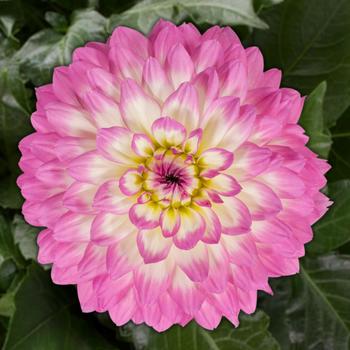 Dahlia - Venti™ Pink+White Eye