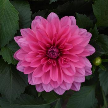 Dahlia Venti™ 'Light Rose' - Dahlia 