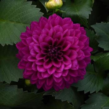 Dahlia - Venti™ Royal Purple