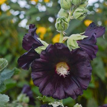 Alcea rosea Spotlight&trade; 'Blacknight' - Hollyhock