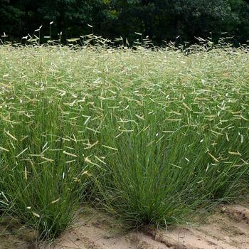 Bouteloua gracilis 'Blonde Ambition' - Blue Grama Grass