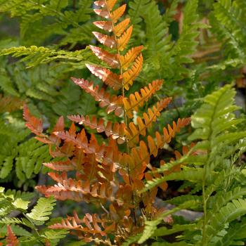 Dryopteris erythrosora 'Brilliance' - Fern, Autumn 