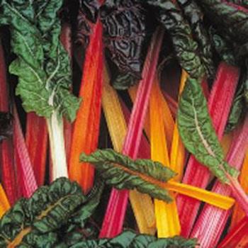 Swiss Chard - Bright Light