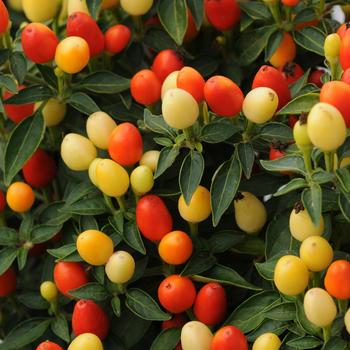 Capsicum annuum - 'Hot Pops Yellow' Ornamental Pepper