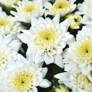 Chrysanthemum grandiflorum - Celestial White