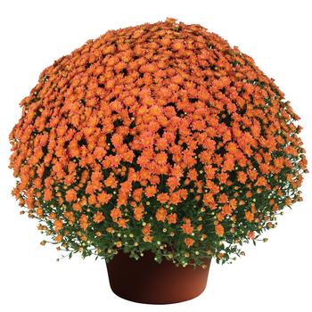 Chrysanthemum x morifolium - Jacqueline™ Orange Fusion