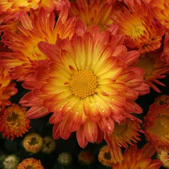 Chrysanthemum grandiflorum - Stacy™ Dazzling Orange
