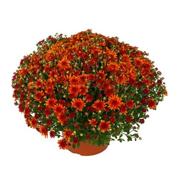 Chrysanthemum x morifolium - Wanda™ Bronze