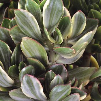 Crassula ovata - 'Variegata' Jade Plant