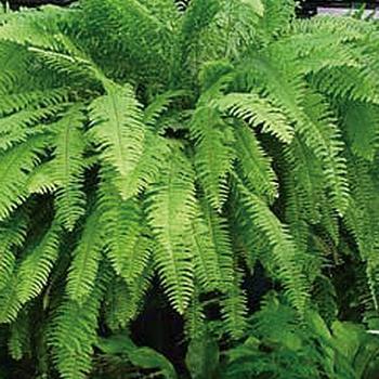 Nephrolepis exaltata - 'Emerald Vase' Boston Fern