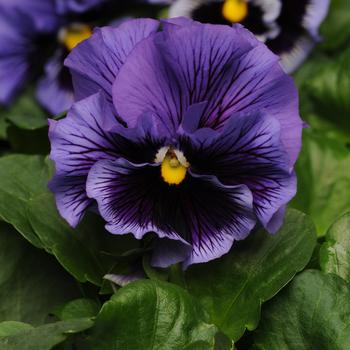 Pansy - Frizzle Sizzle Blue
