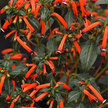 Cuphea ignea 'Cherrybells' - Cuphea (Firecracker Plant)