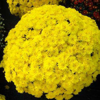 Chrysanthemum - Conaco Yellow
