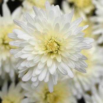 Chrysanthemum x morifolium - 'Tribeca White' Garden Mum