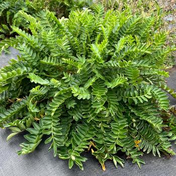 Polemonium 'Hurricane Ridge' - Jacob's Ladder