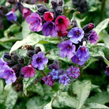 Pulmonaria 'Silver Scimitar' - Lungwort