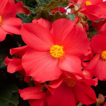 Begonia - Florencio&trade; Cerise