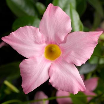 Dipladenia - Madinia&reg; Maximo Light Pink