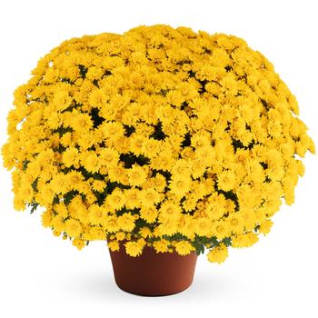 Chrysanthemum x morifolium - Jane™ Yellow