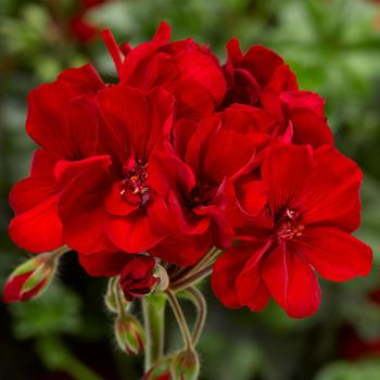 Pelargonium 'Mojo™ Dark Red' - Geranium, Zonal