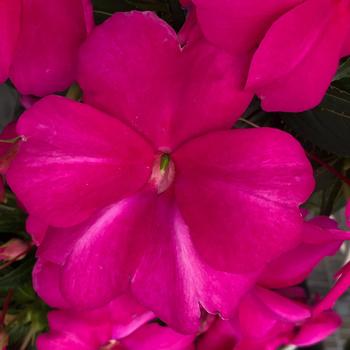 Impatiens - Spectra&trade; Magenta