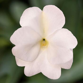 Impatiens - Spectra&trade; White