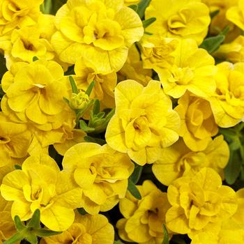 Calibrachoa 'Double Yellow' PPAF (Double Calibrachoa) - Superbells® Double Yellow