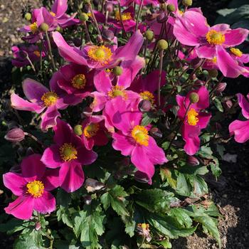 Anemone Fantasy™ 'Red Riding Hood' - Windflower