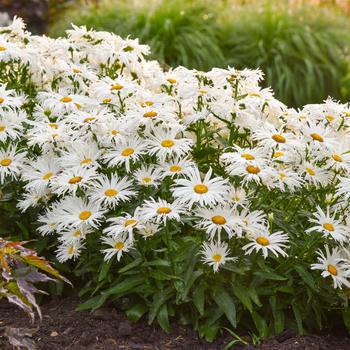 Leucanthemum x superbum (Shasta Daisy) - Amazing Daisies® 'Spun Silk'