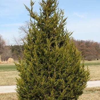 Juniperus chinensis 'Perfecta' - 'Perfecta' Chinese Juniper