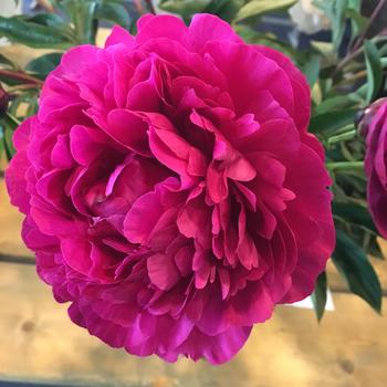 Paeonia lactiflora 'Kansas' - Garden Peony