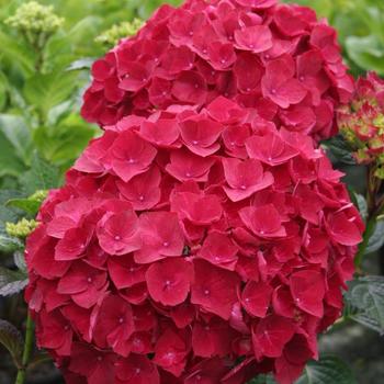 Hydrangea macrophylla - Magical® 'Ruby Red'