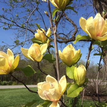 Magnolia 'Sunsation' - 'Sunsation' Magnolia